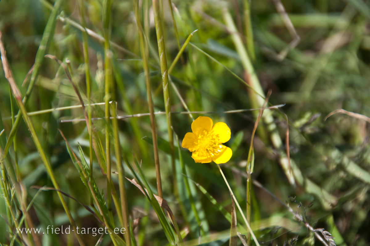 Bee knows, golden Summer is coming